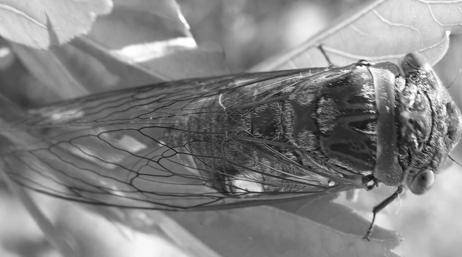 clanger-cicada1