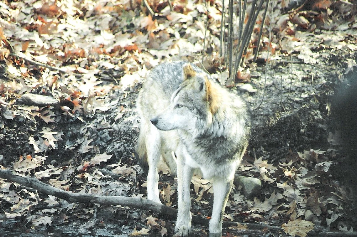 Coyote