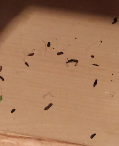 mice poop
