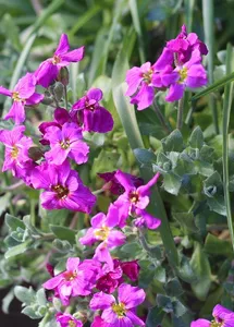 planter