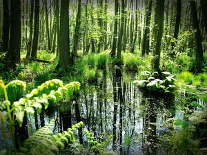 wallacepond 001