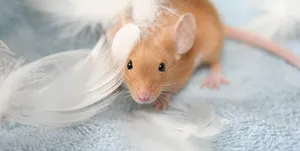 mice poison