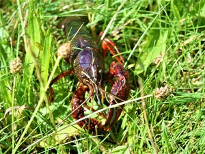 lobster1